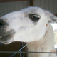 Illustration for article titled Your Llama Stories.